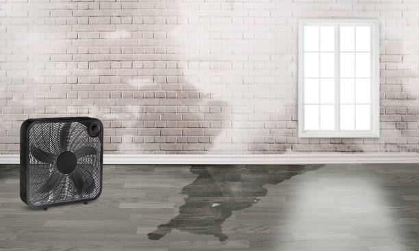 Best Basement water damage restoration  in Watkins Glen, NY